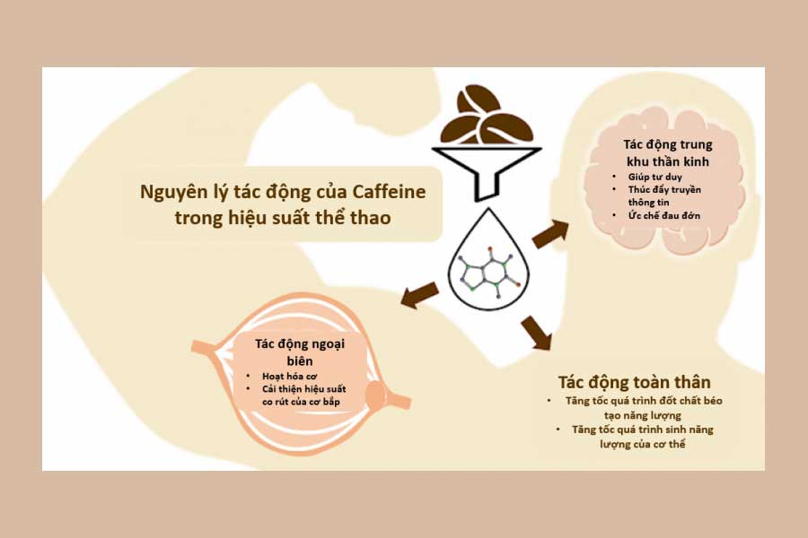 Cơ chế hoạt động của caffeine